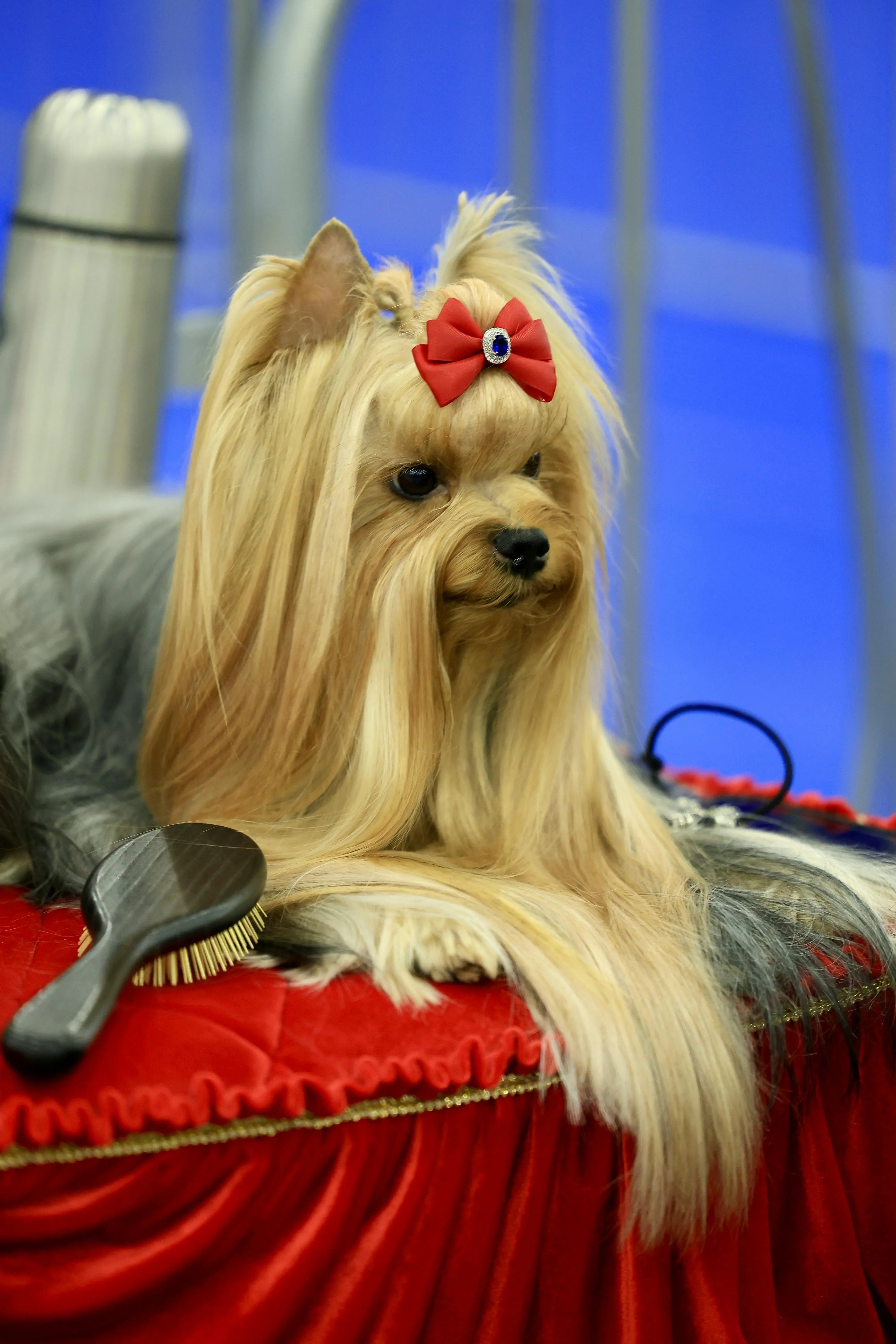 Honden en verharing: zo verzorg je vacht en huid optimaal