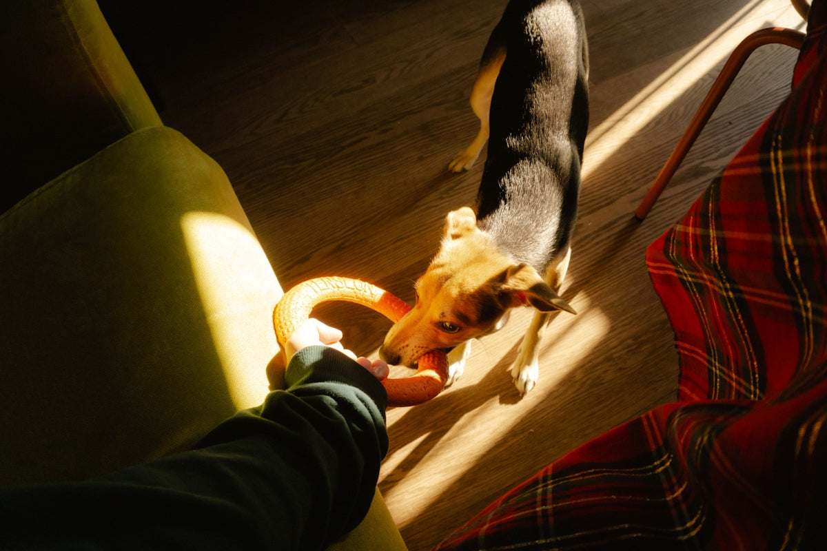 a dog standing next to a person holding a frisbee