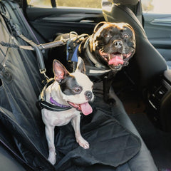 Collection image for: Autorijden met je hond