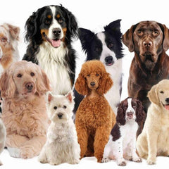 Collection image for: Rasspecifiek hondenvoer