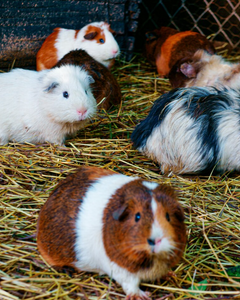 Collection image for: Bodembedekking & nestmateriaal