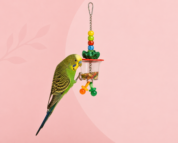 Foerageren vogels