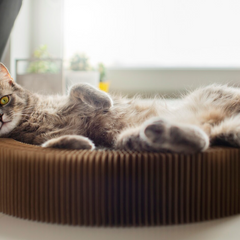 Collection image for: Kattenmanden & kussens