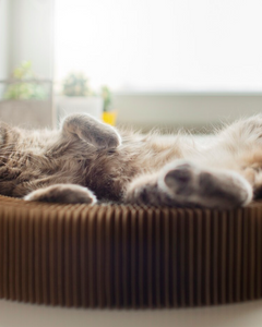 Collection image for: Kattenmanden & kussens