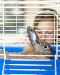 Collection image for: Knaagdierhokken voor binnen en buiten