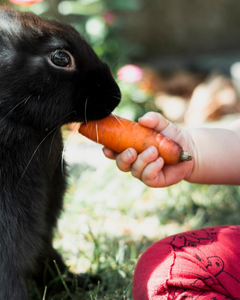 Collection image for: Konijnenvoer