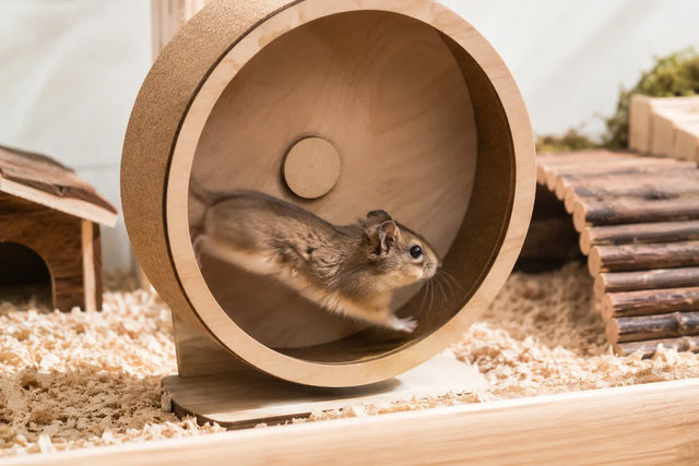Loopwiel voor knaagdieren