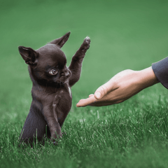 Collection image for: Training van puppy’s