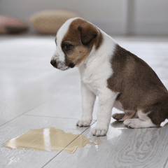 Collection image for: Zindelijkheidstraining voor puppy’s