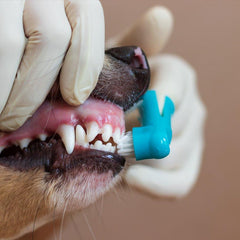 Collection image for: Tandverzorging