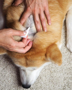 Collection image for: Vlooien, teken & ontworming