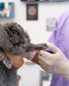 Collection image for: Verzorging & dierenarts collectie knaagdieren