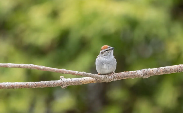 Zitstokken vogels