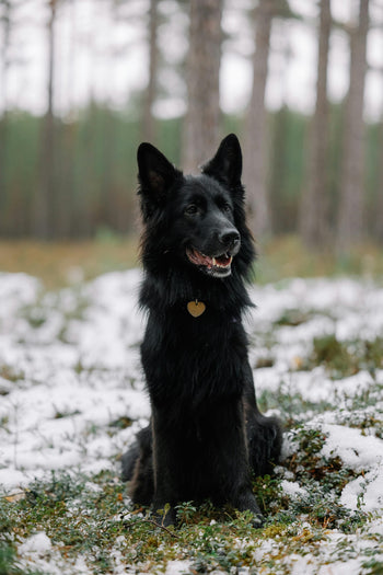 Halsbandlampjes & Penningen