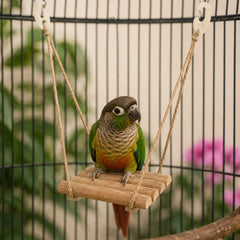 Collection image for: Schommels voor vogels