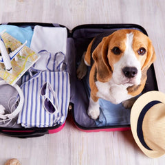 Collection image for: Vliegen met je hond
