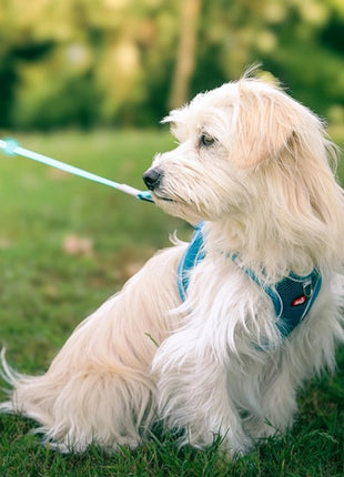 Zolux Szelki oddychające z siatki S granatowe