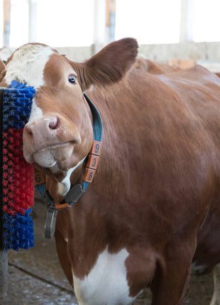 Borstel voor Paard, Rund, Geit