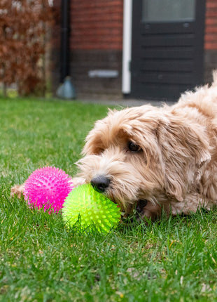 Dog Comets Exoplanet Egelbal Groen