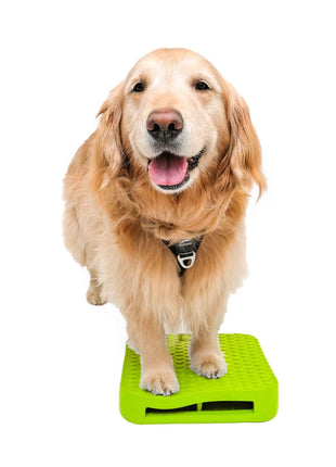 FitPaws Dog Balance Ramp – afbeelding 2