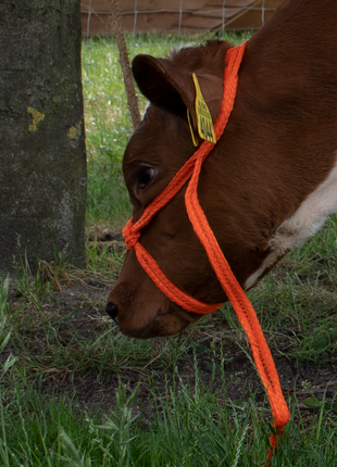 Halster Kalf verstelbaar breed oranje Kalf