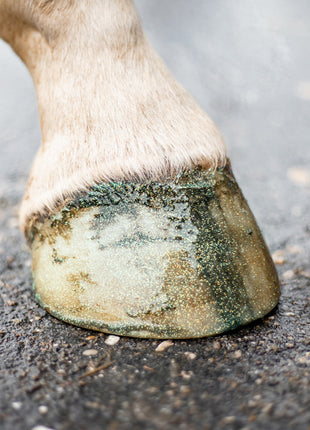 Excellent Horse Hi Gloss Glitter Hoof Polish Green 150 ml
