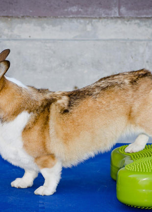 FitPaws K9FITbone – afbeelding 2
