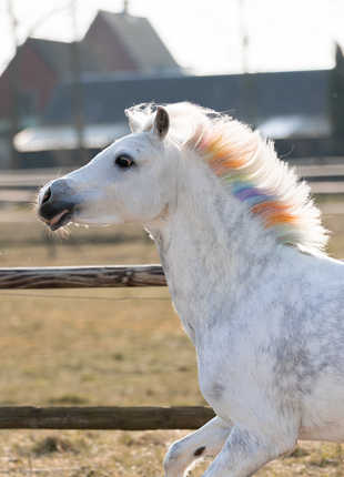 Lucky Horse Unicorn Regenboog Kleurkrijt