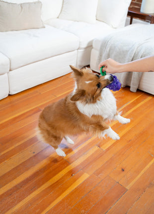 Outward Hound Dental Grapes