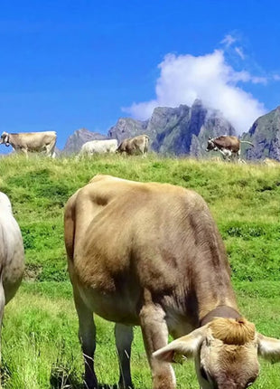 SwissCowers Cheese Bars Bacon