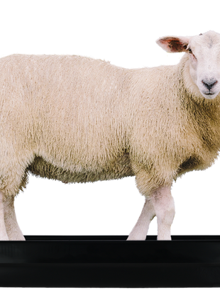 Voetbad schaap 120 x 40 x 18 cm