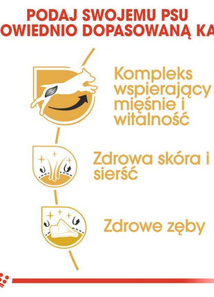 Royal Canin Jack Russell Terrier Adult karma sucha dla psów dorosłych rasy jack russell terrier 1,5kg