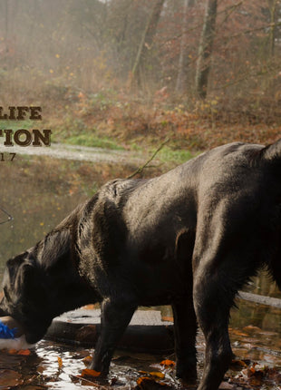 Wild Life Dog Eend