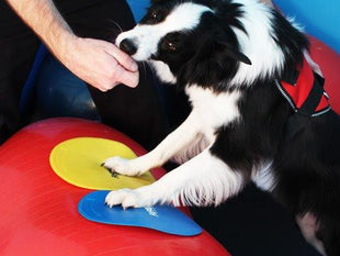 FitPaws Targets (4 stuks) – afbeelding 3