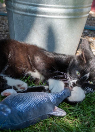 Robocat Forelle